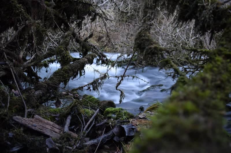 Bistrica River Forest Bank - Image 1