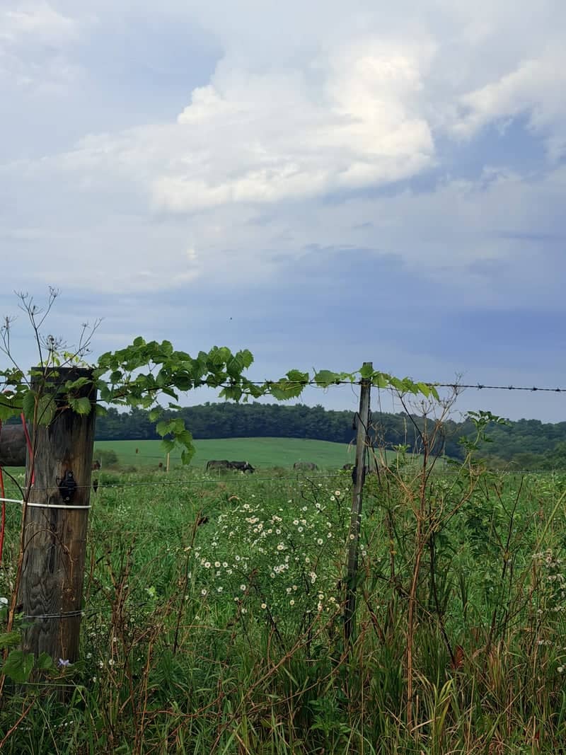 Butler Farm Pasture - Image 1
