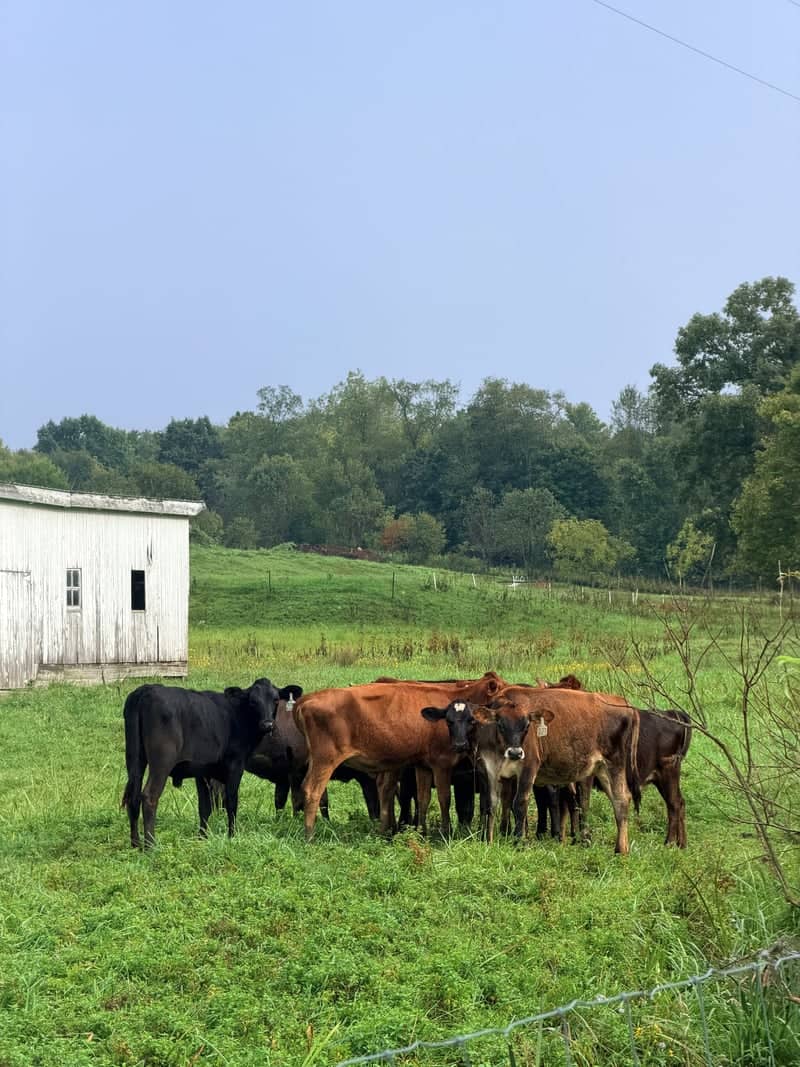 Butler Farm Pasture - Image 4
