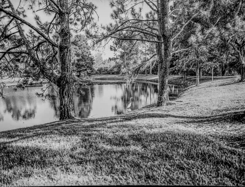 Meadow Pointe Nature Pond - Image 1