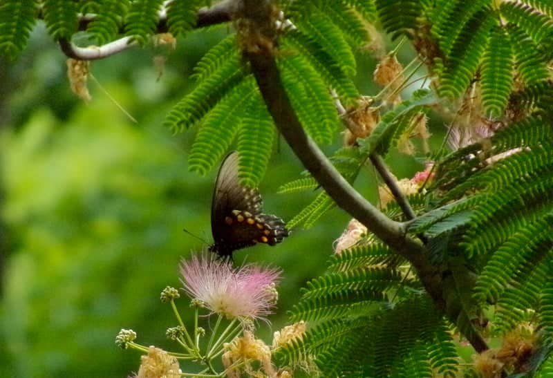 West Point Nature Spot - Image 1