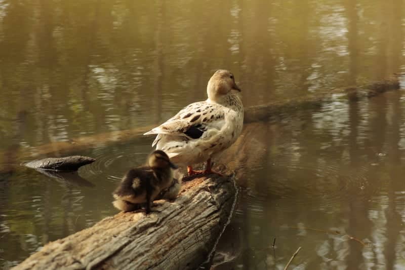 Howe Creek Nature Trail - Image 2