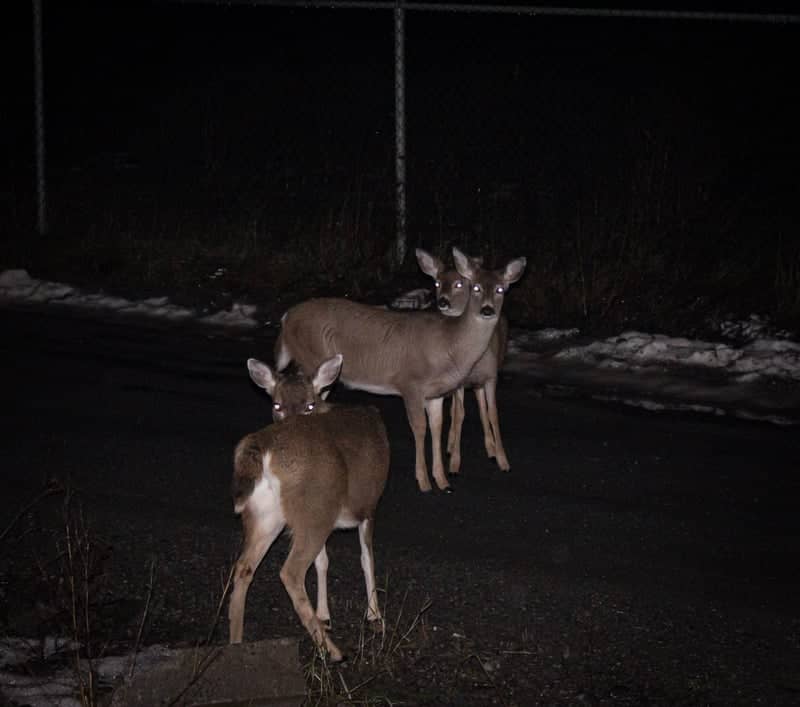 Urban Wildlife on Greig Avenue - Image 2