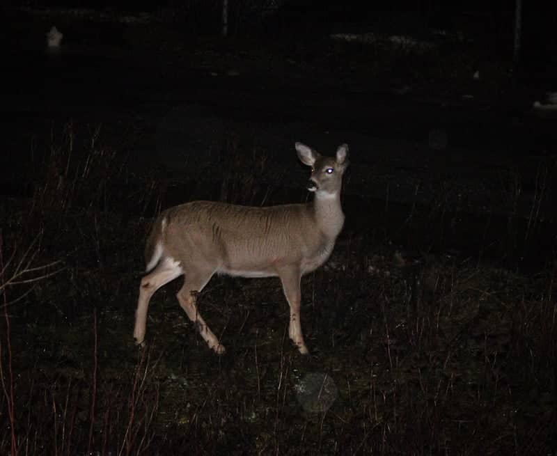 Urban Wildlife on Greig Avenue - Image 1