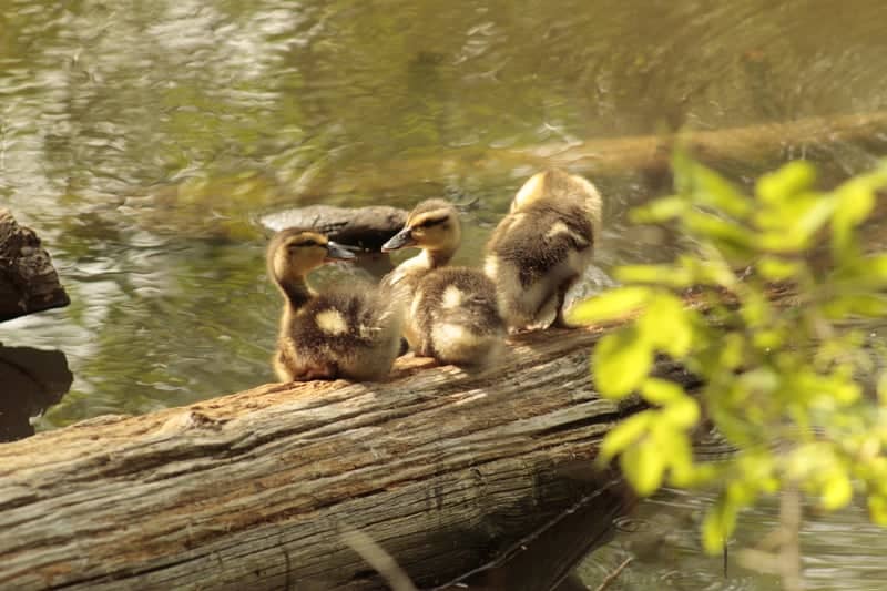 Howe Creek Nature Trail - Image 1