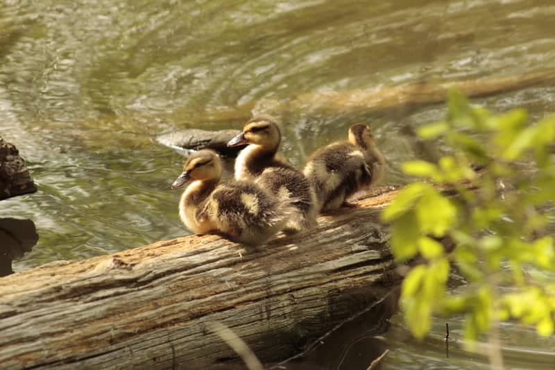 Howe Creek Nature Trail - Image 3