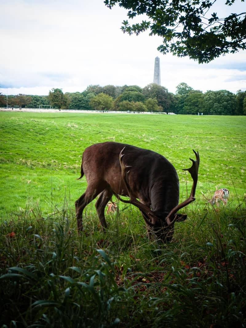 Phoenix Park - Image 1
