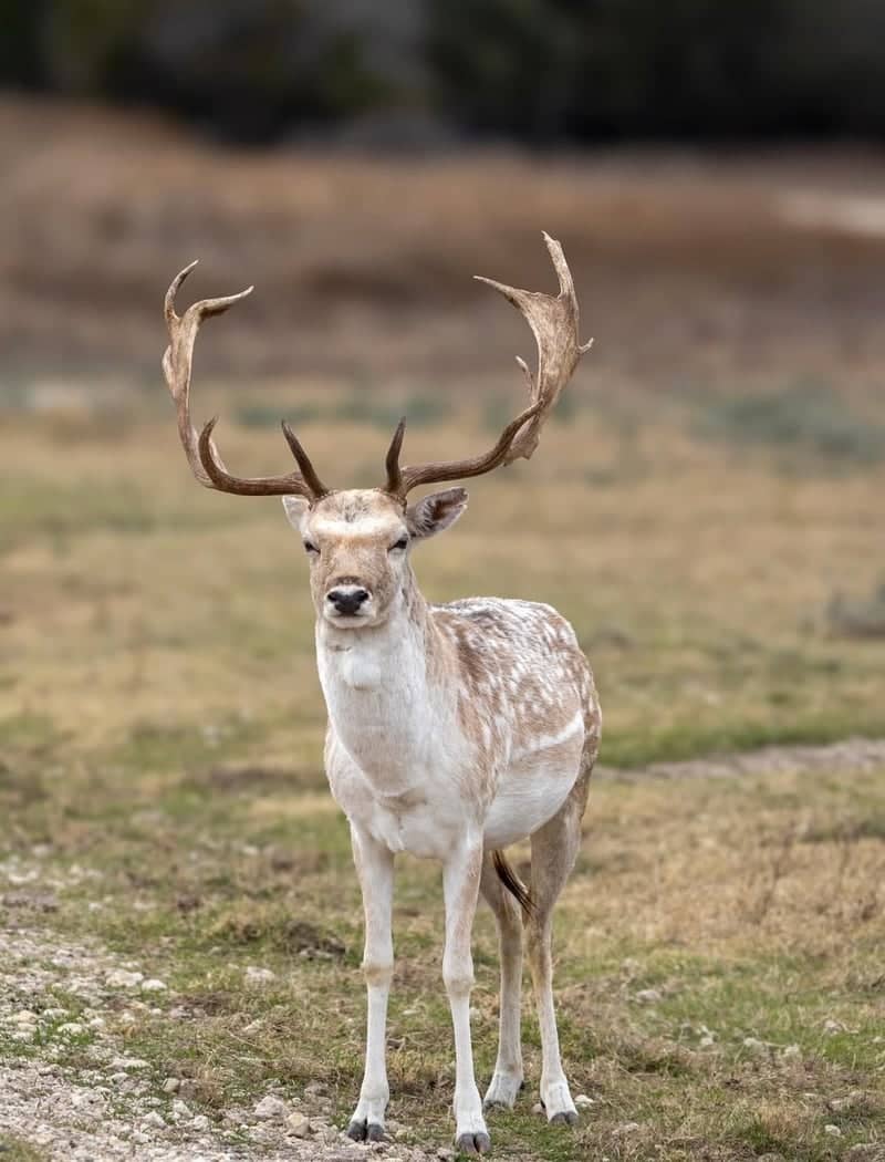 Fossil Rim Wildlife Center - Image 1