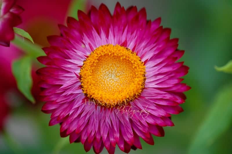 Denver Botanic Gardens - Image 1