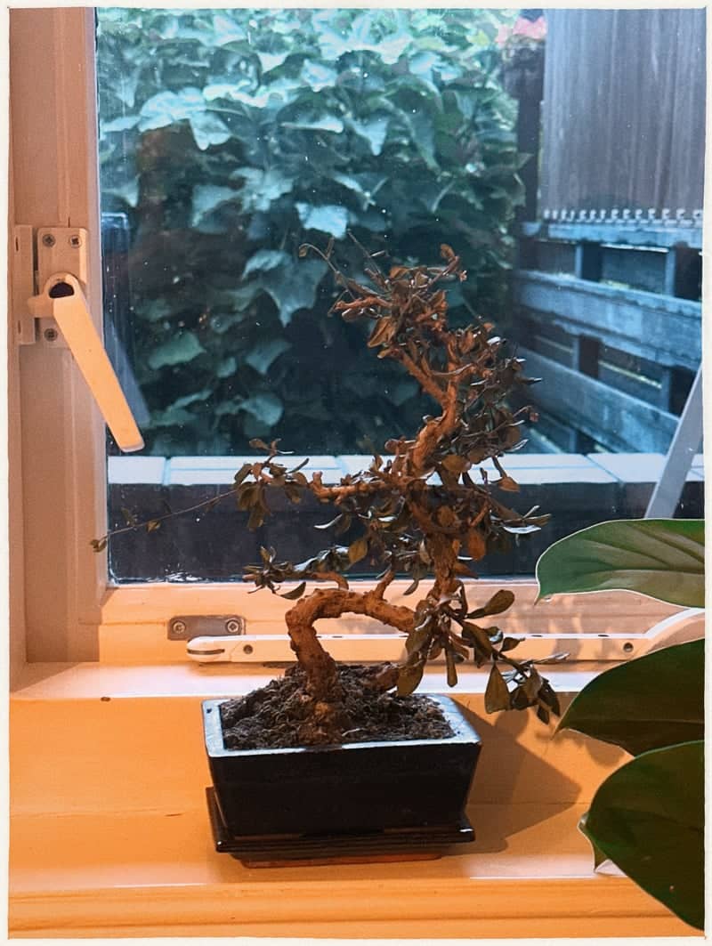 Pijnacker Residential Bonsai - Image 1