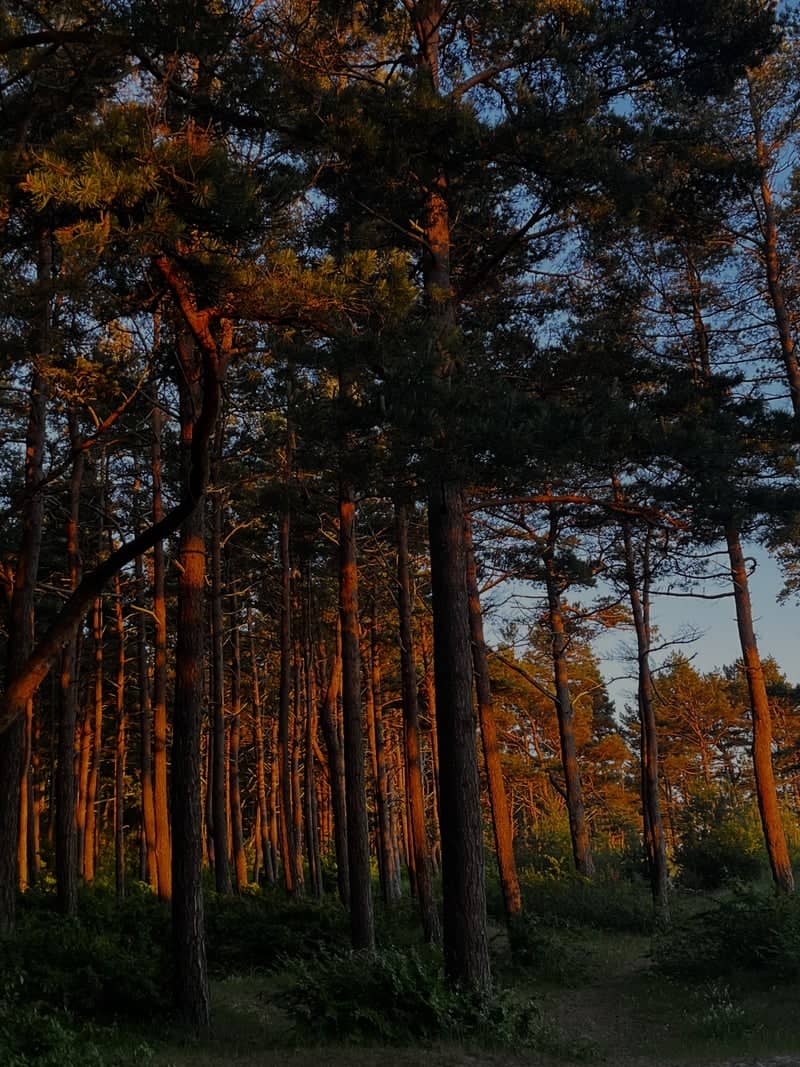 Palanga Pine Forest - Image 1